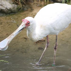 African spoonbill