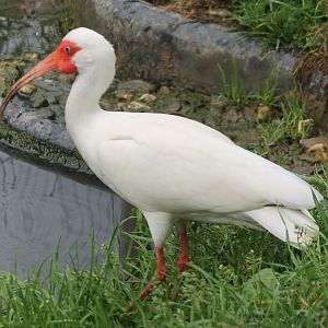 American white ibis