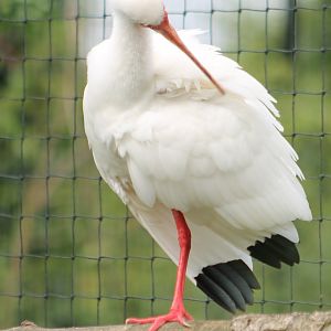 Preening American white ibis