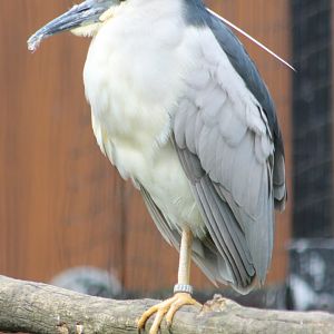 Black-crowned night heron