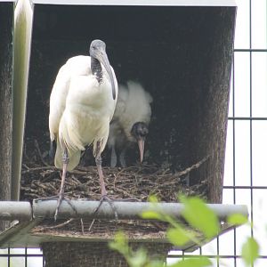 Sacred ibis with young