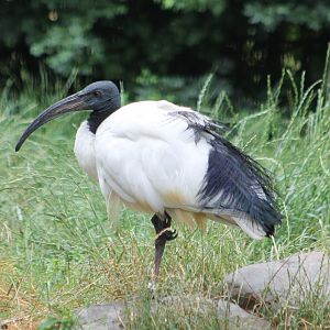 Sacred ibis