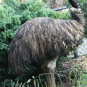 Emu