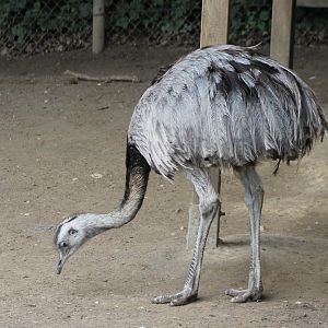 Common rhea