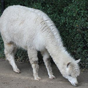 Alpaca