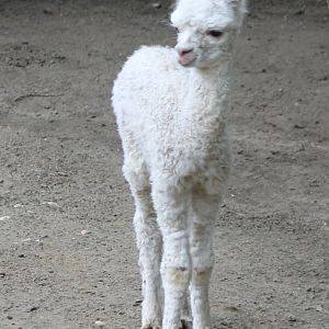 Young Alpaca