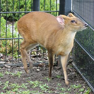 Muntjac