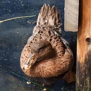 Domestic Mallard (Anas platyrhynchos domesticus)