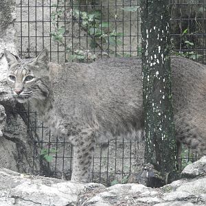 Bobcat (Lynx rufus)