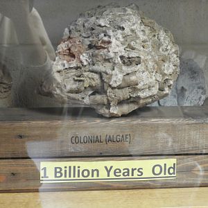 Billion Year Old Algae