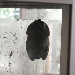 White's Tree Frog (Litoria caerulea)