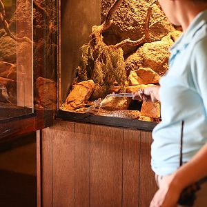 Black tailed rattlesnake feeding