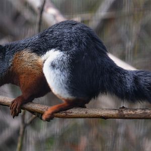 Prevost's squirrel