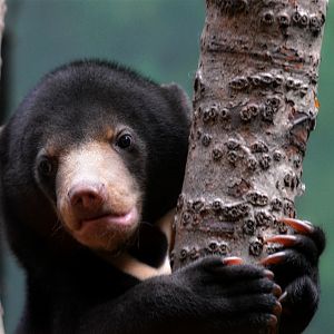 Sun Bear Cub