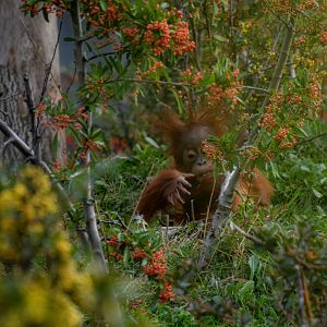 Young Orangutan