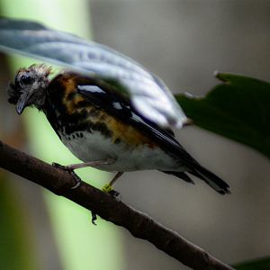Chestnut Backed Thrush