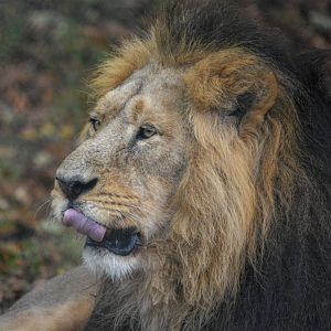 Male Asiatic Lion