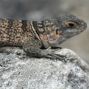Fence Lizard?