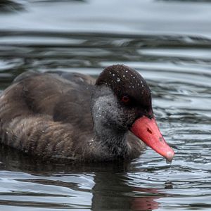 Red Headed Pochard Eclipsed male