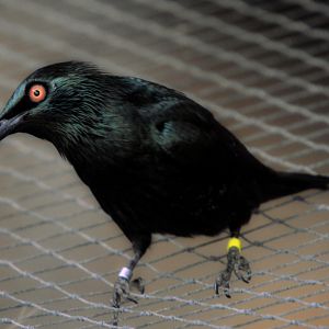 Asian Glossy Starling