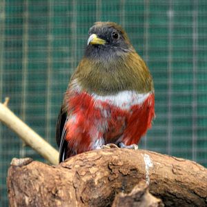 Female Collared Trogon