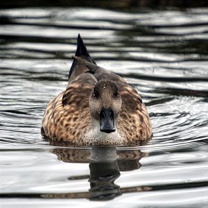 Patagonian Crested Duck