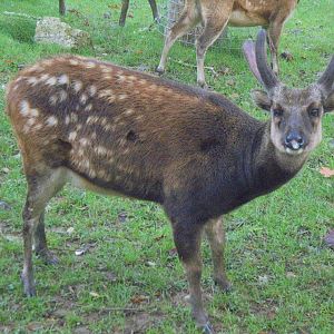 Phillipine Deer male
