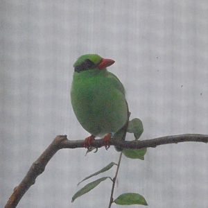 Javan Green Magpie.