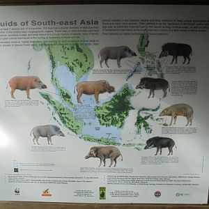 Conservation Poster.