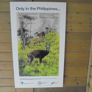 Phillipines conservation posters,  featuring artwork by William Oliver.