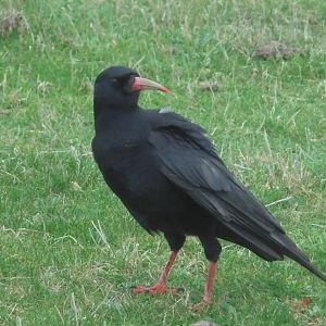 Cornish Chough