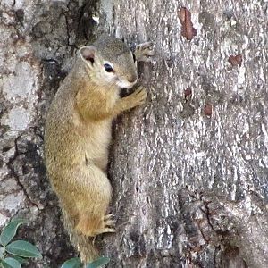Smith's Bush Squirrel