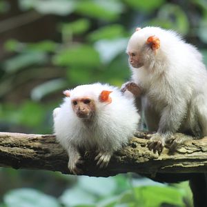 Silvery Marmoset