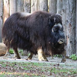 Greenland Muskox