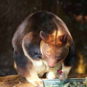 Buerger's Tree-Kangaroo