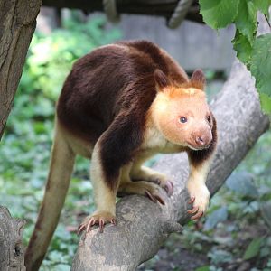 Buerger's Tree-Kangaroo