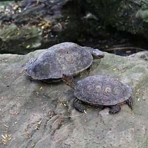 Nicaraguan Wood Turtle