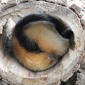 Paraguayan Tamandua