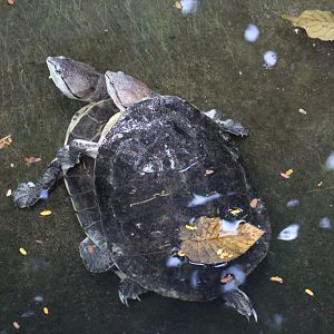 Hilarie's Toadhead Turtle