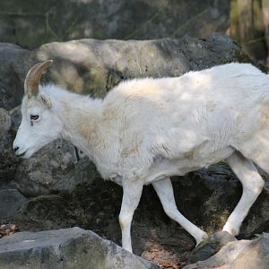 Dall Sheep