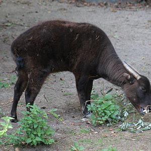 Mountain Anoa