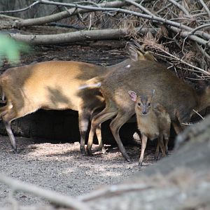 Taiwanese Muntjac Family