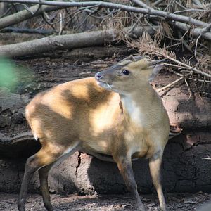 Taiwanese Muntjac Stag