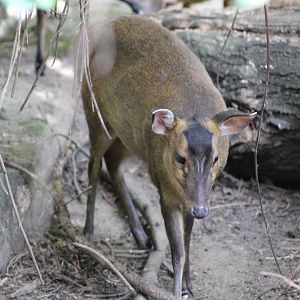 Taiwanese Muntjac Doe