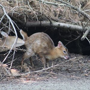 Taiwanese Muntjac Fawn