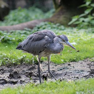 Grey Heron Juvenile