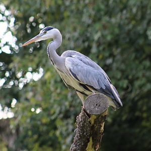 Grey Heron