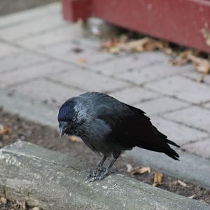 Jackdaw