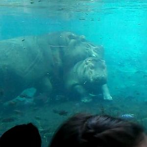 Common hippopotamus