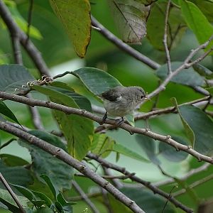Pale-billed flowerpecker